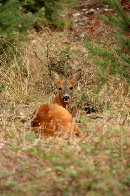 Lackford Nightjar Lodge - Adults Only מראה חיצוני תמונה
